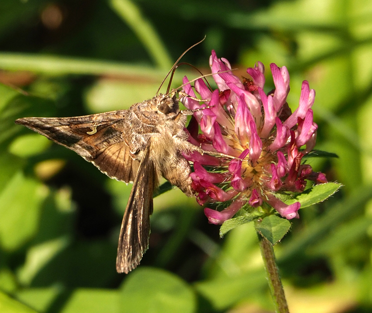 Autographa gamma